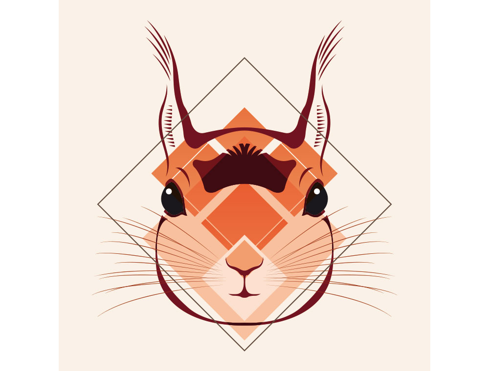 Eichhörnchen